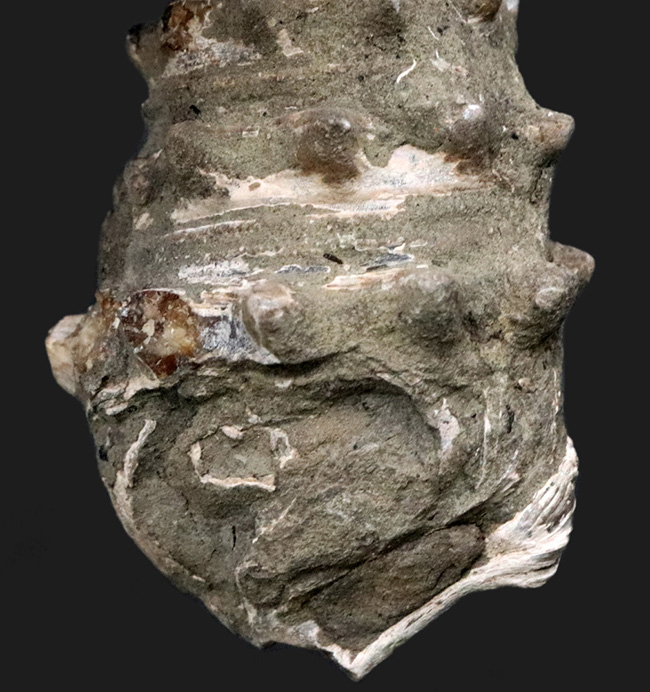 大きな突起が残存、岡山県奈義町産の巻き貝、ビカリア（Vicarya）の化石（その3）