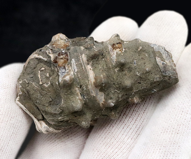 大きな突起が残存、岡山県奈義町産の巻き貝、ビカリア（Vicarya）の化石（その4）