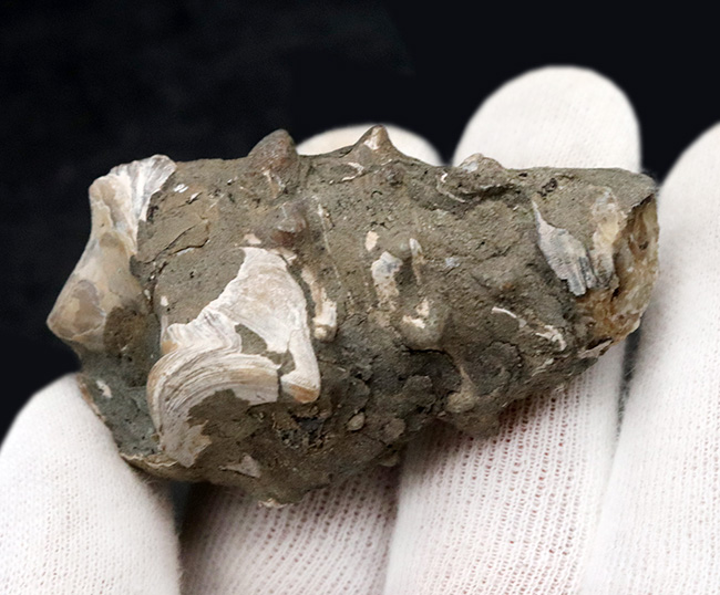 大きな突起が残存、岡山県奈義町産の巻き貝、ビカリア（Vicarya）の化石（その5）