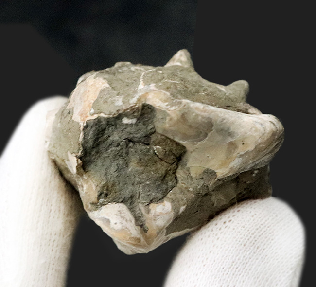 大きな突起が残存、岡山県奈義町産の巻き貝、ビカリア（Vicarya）の化石（その6）