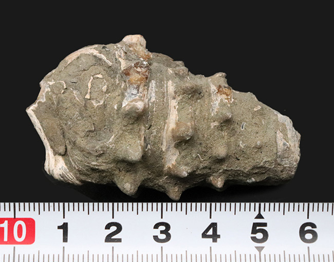 大きな突起が残存、岡山県奈義町産の巻き貝、ビカリア（Vicarya）の化石（その7）