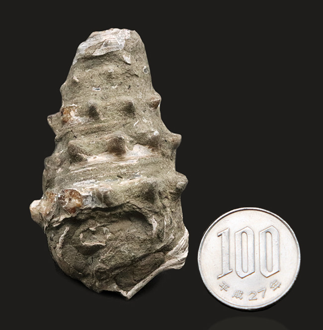 大きな突起が残存、岡山県奈義町産の巻き貝、ビカリア（Vicarya）の化石（その8）