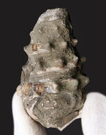 大きな突起が残存、岡山県奈義町産の巻き貝、ビカリア（Vicarya）の化石