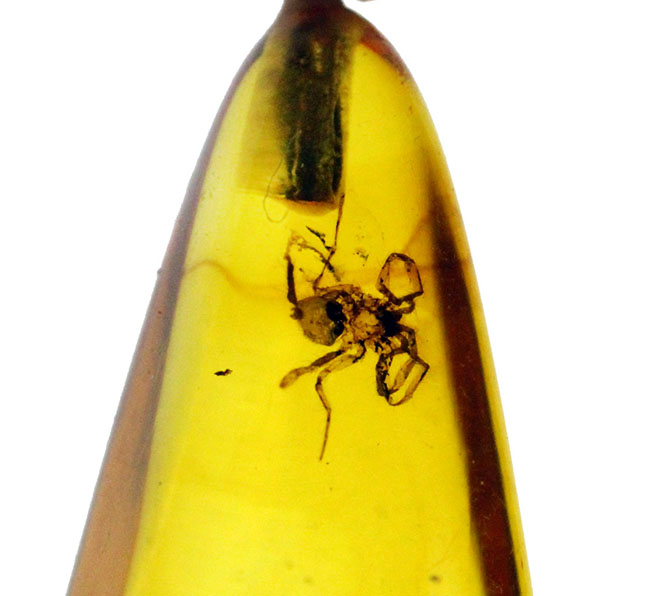 抜群の透明度、レモンイエローを呈するバルト海産のクモ入り琥珀（Amber）を使ったペンダントトップ（シルバーチェーン、革紐、高級ジュエリーケース付）（その3）