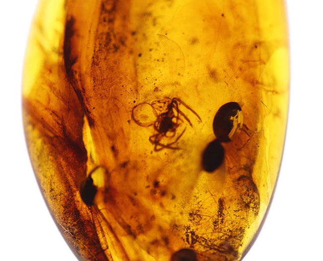 クモが内包された恐竜時代の琥珀、ビルマ琥珀(Burmite)。(その1)