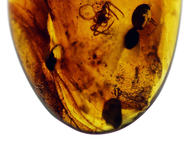 クモが内包された恐竜時代の琥珀、ビルマ琥珀(Burmite)。(その3)