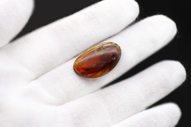 クモが内包された恐竜時代の琥珀、ビルマ琥珀(Burmite)。(その5)