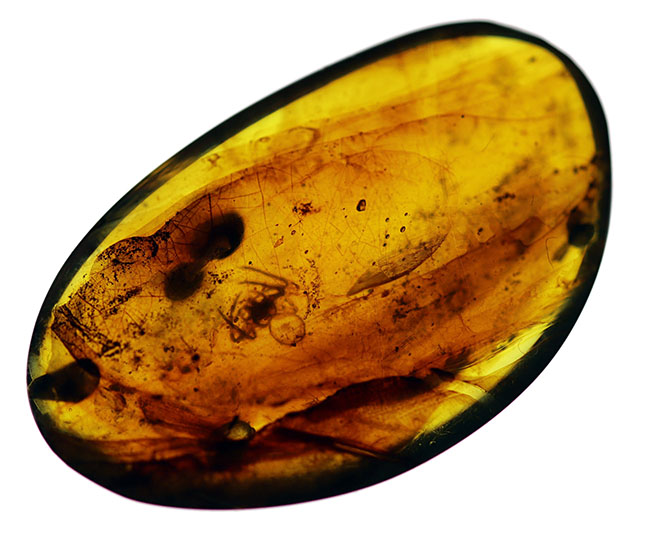 クモが内包された恐竜時代の琥珀、ビルマ琥珀(Burmite)。(その6)