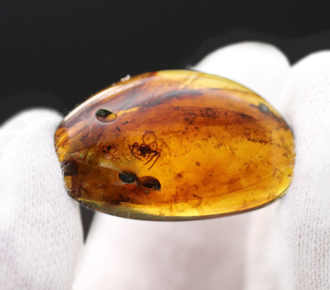 クモが内包された恐竜時代の琥珀、ビルマ琥珀(Burmite)。(その7)