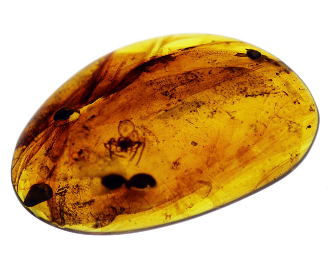 クモが内包された恐竜時代の琥珀、ビルマ琥珀（Burmite）。 化石 販売
