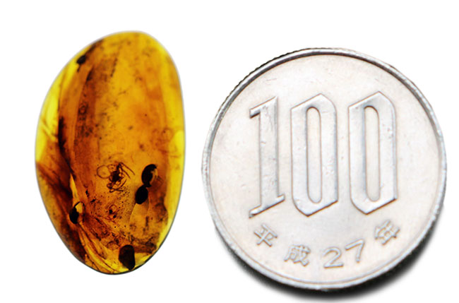 クモが内包された恐竜時代の琥珀、ビルマ琥珀(Burmite)。(その9)