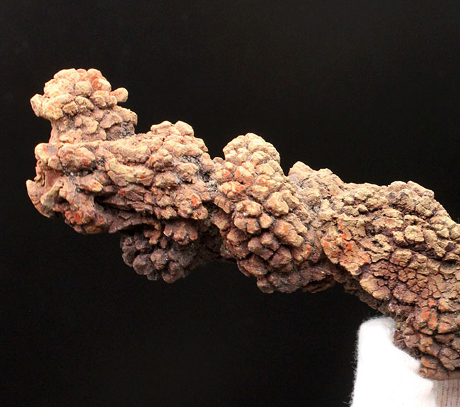特大!21センチに達する海亀のものと思しき糞(ふん)の化石。通称、コプロライト(Coprolite)。約5000万年前の地層より採集。(その2)