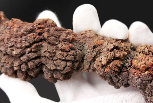 特大!21センチに達する海亀のものと思しき糞(ふん)の化石。通称、コプロライト(Coprolite)。約5000万年前の地層より採集。(その3)