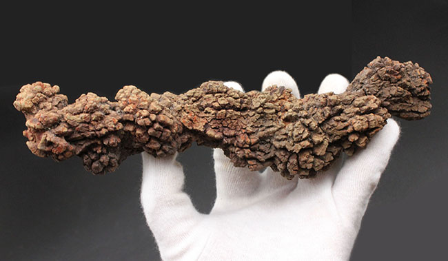 特大!21センチに達する海亀のものと思しき糞(ふん)の化石。通称、コプロライト(Coprolite)。約5000万年前の地層より採集。(その5)