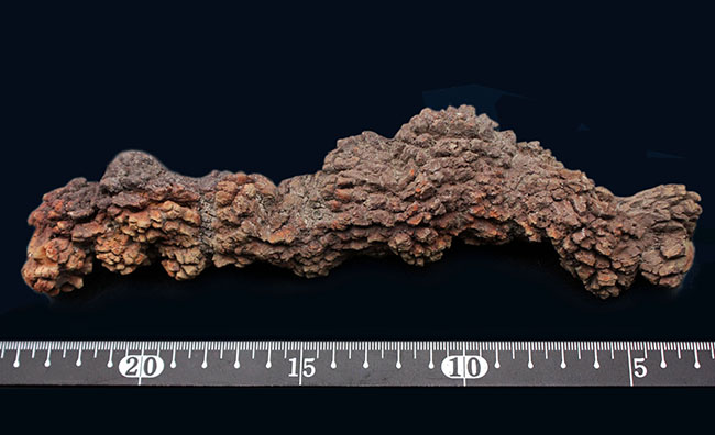 特大!21センチに達する海亀のものと思しき糞(ふん)の化石。通称、コプロライト(Coprolite)。約5000万年前の地層より採集。(その8)