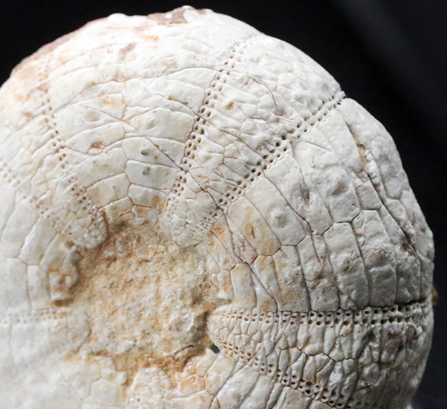 美しい白色！直径、厚みともにある、立派な白亜紀のウニ、ヘテロディアデマ（Heterodiadema）の化石（その1）