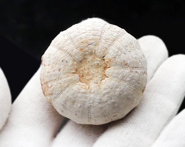 美しい白色！直径、厚みともにある、立派な白亜紀のウニ、ヘテロディアデマ（Heterodiadema）の化石（その3）