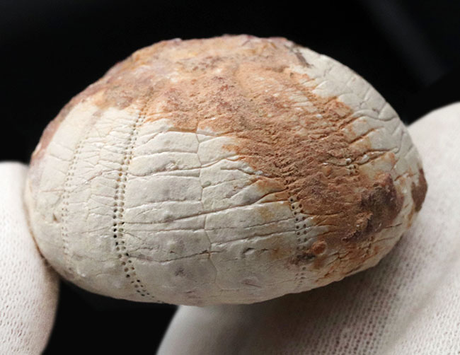 美しい白色！直径、厚みともにある、立派な白亜紀のウニ、ヘテロディアデマ（Heterodiadema）の化石（その5）