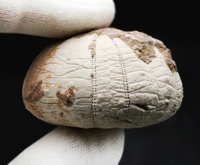美しい白色！直径、厚みともにある、立派な白亜紀のウニ、ヘテロディアデマ（Heterodiadema）の化石（その6）