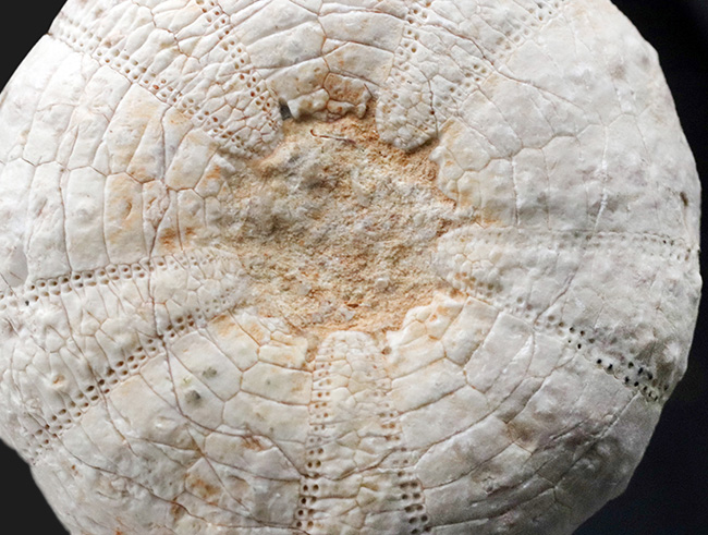 美しい白色！直径、厚みともにある、立派な白亜紀のウニ、ヘテロディアデマ（Heterodiadema）の化石（その7）