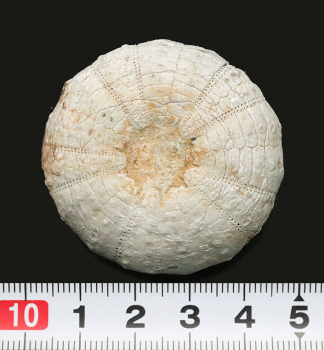 美しい白色！直径、厚みともにある、立派な白亜紀のウニ、ヘテロディアデマ（Heterodiadema）の化石（その8）