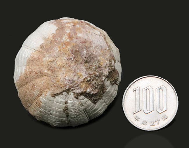 美しい白色！直径、厚みともにある、立派な白亜紀のウニ、ヘテロディアデマ（Heterodiadema）の化石（その9）