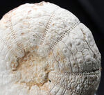 美しい白色！直径、厚みともにある、立派な白亜紀のウニ、ヘテロディアデマ（Heterodiadema）の化石