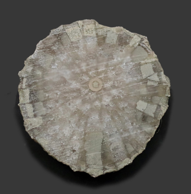 古生代シルル紀に棲息していたハチノスサンゴの仲間、ファボシテス（Favosites）の化石（その1）