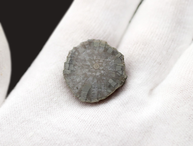 古生代シルル紀に棲息していたハチノスサンゴの仲間、ファボシテス(Favosites)の化石(その2)