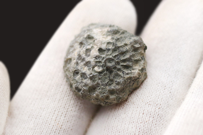 古生代シルル紀に棲息していたハチノスサンゴの仲間、ファボシテス(Favosites)の化石(その3)
