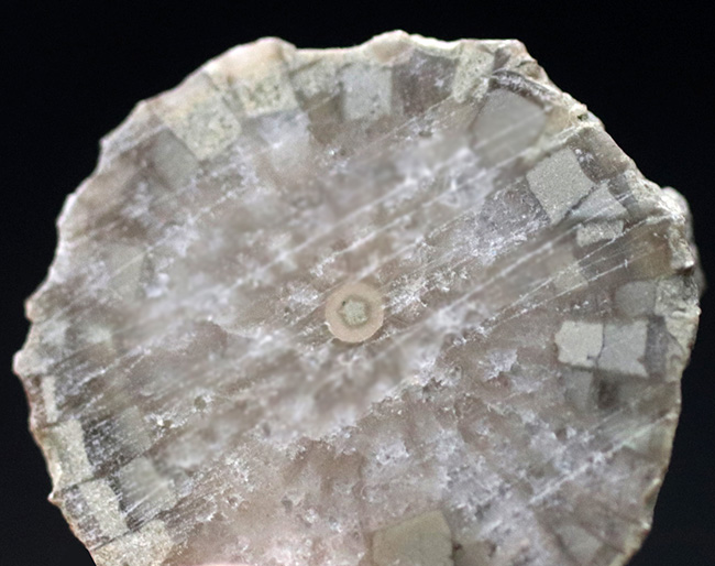 古生代シルル紀に棲息していたハチノスサンゴの仲間、ファボシテス(Favosites)の化石(その4)