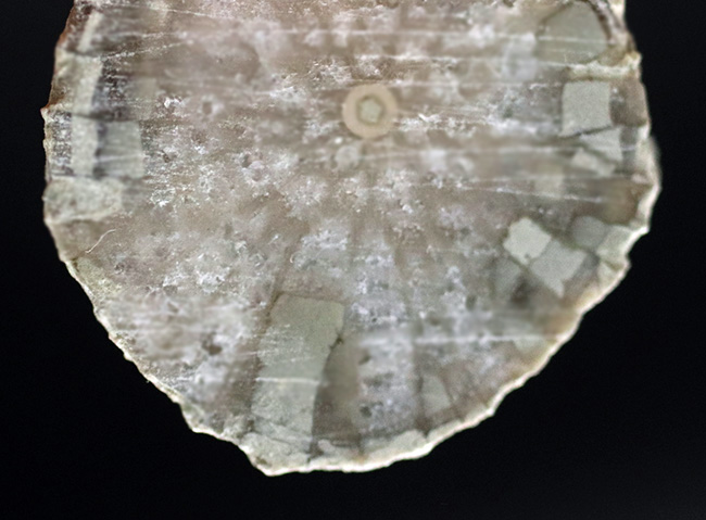 古生代シルル紀に棲息していたハチノスサンゴの仲間、ファボシテス（Favosites）の化石（その5）