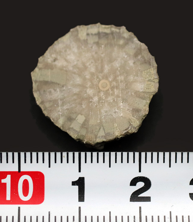 古生代シルル紀に棲息していたハチノスサンゴの仲間、ファボシテス(Favosites)の化石(その6)