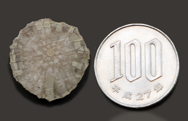 古生代シルル紀に棲息していたハチノスサンゴの仲間、ファボシテス(Favosites)の化石(その7)