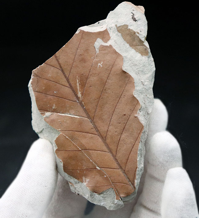 マニアックシリーズ！主脈、側脈がはっきり見える上質の保存状態。兵庫県神戸層群で採集されたニレ科、ムカシケヤキの葉化石（その1）