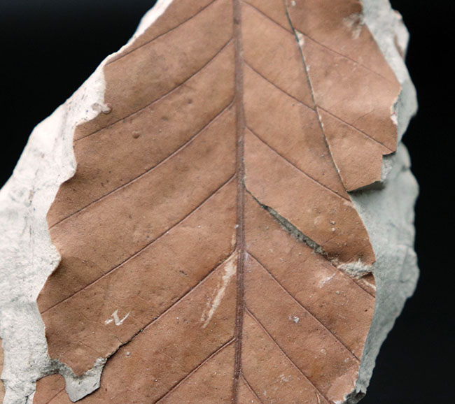 マニアックシリーズ！主脈、側脈がはっきり見える上質の保存状態。兵庫県神戸層群で採集されたニレ科、ムカシケヤキの葉化石（その3）