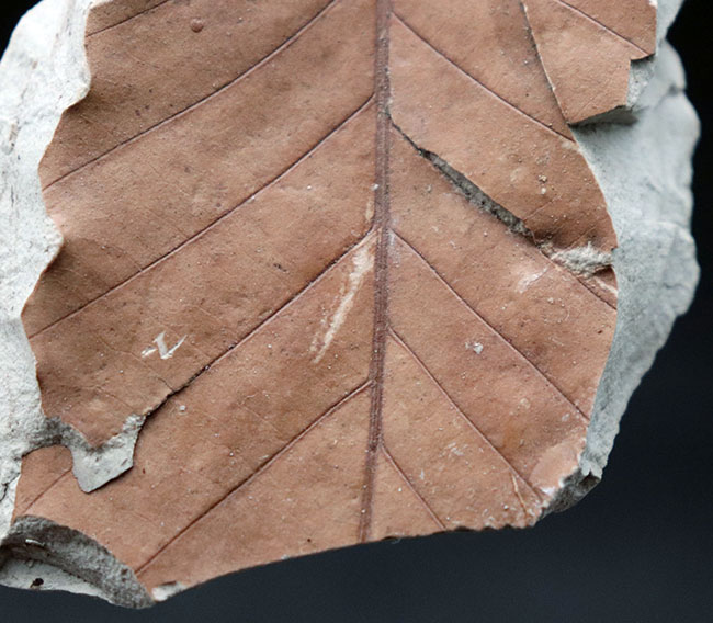 マニアックシリーズ！主脈、側脈がはっきり見える上質の保存状態。兵庫県神戸層群で採集されたニレ科、ムカシケヤキの葉化石（その4）