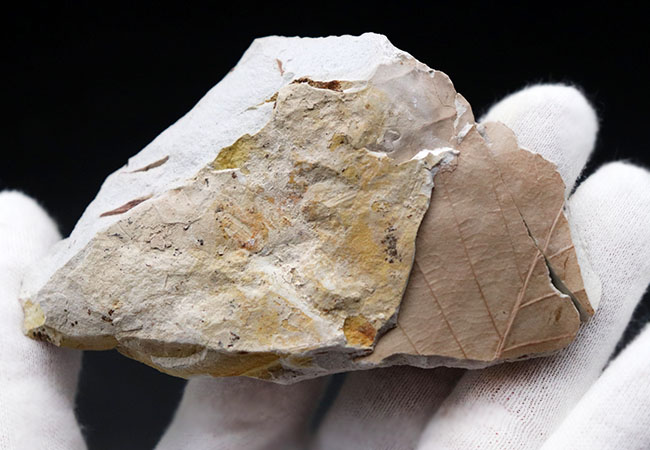 マニアックシリーズ！主脈、側脈がはっきり見える上質の保存状態。兵庫県神戸層群で採集されたニレ科、ムカシケヤキの葉化石（その5）