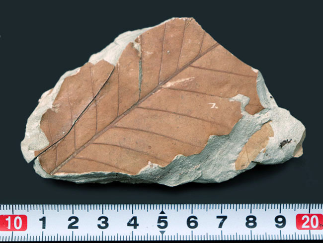マニアックシリーズ！主脈、側脈がはっきり見える上質の保存状態。兵庫県神戸層群で採集されたニレ科、ムカシケヤキの葉化石（その6）