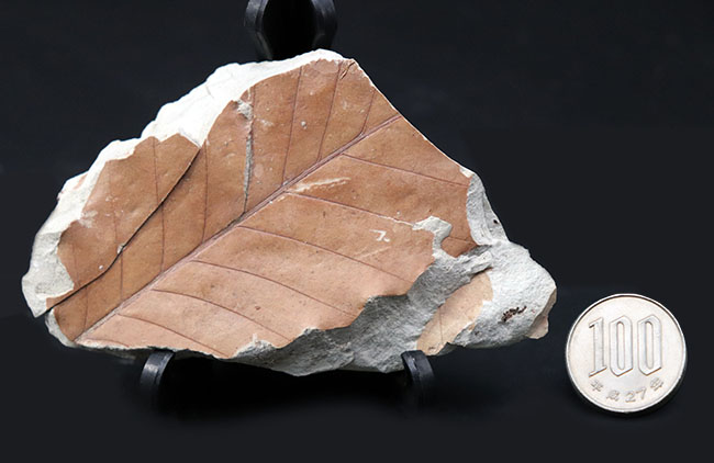 マニアックシリーズ！主脈、側脈がはっきり見える上質の保存状態。兵庫県神戸層群で採集されたニレ科、ムカシケヤキの葉化石（その7）