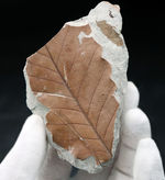 マニアックシリーズ！主脈、側脈がはっきり見える上質の保存状態。兵庫県神戸層群で採集されたニレ科、ムカシケヤキの葉化石