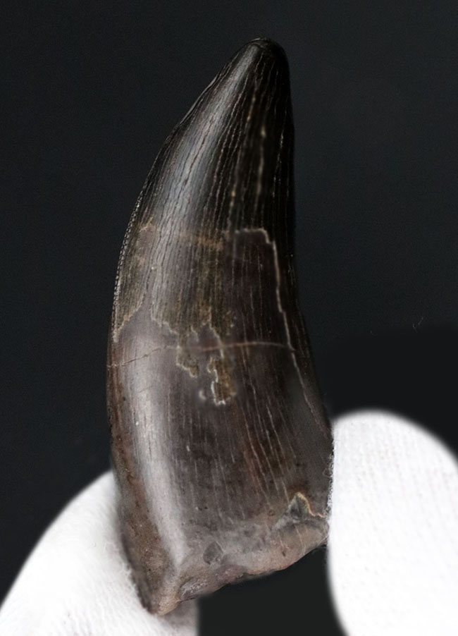 100%ナチュラル!極めて上質な保存状態を示す、希少なティラノサウルス・レックス(Tyrannosaurus rex)の幼体の歯化石(その1)