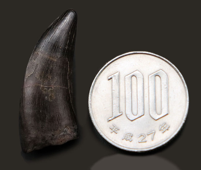 100%ナチュラル!極めて上質な保存状態を示す、希少なティラノサウルス・レックス(Tyrannosaurus rex)の幼体の歯化石(その13)