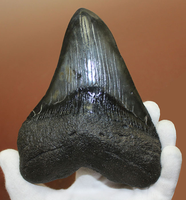 エクストララージ、15センチオーバー!食物連鎖の頂点に君臨していたメガロドン(Carcharodon megalodon)の巨大歯化石(その1)