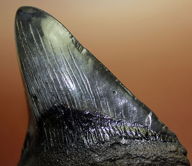 エクストララージ、１５センチオーバー！食物連鎖の頂点に君臨していたメガロドン（Carcharodon megalodon）の巨大歯化石（その2）