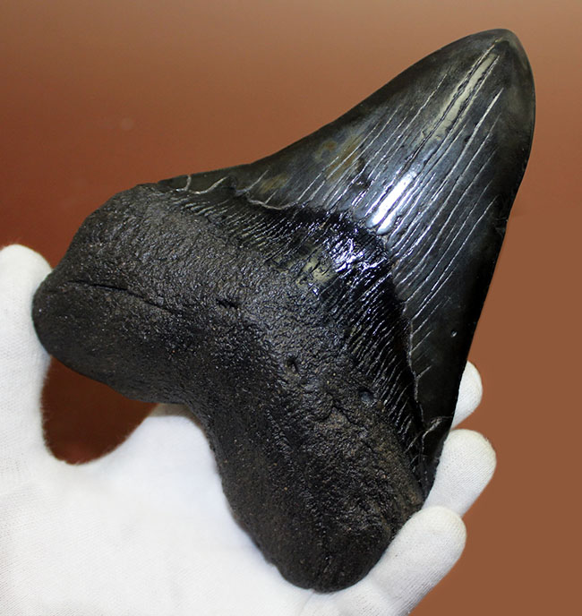 エクストララージ、15センチオーバー!食物連鎖の頂点に君臨していたメガロドン(Carcharodon megalodon)の巨大歯化石(その3)