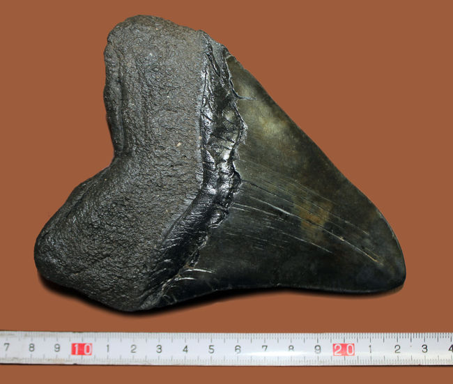 エクストララージ、１５センチオーバー！食物連鎖の頂点に君臨していたメガロドン（Carcharodon megalodon）の巨大歯化石（その4）