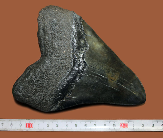 エクストララージ、15センチオーバー!食物連鎖の頂点に君臨していたメガロドン(Carcharodon megalodon)の巨大歯化石(その4)