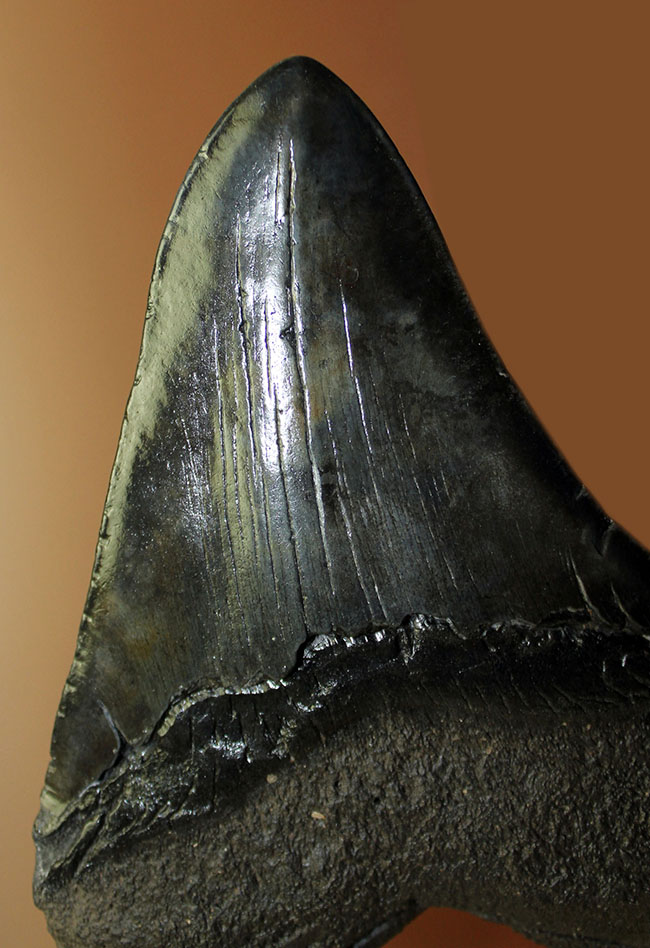 エクストララージ、１５センチオーバー！食物連鎖の頂点に君臨していたメガロドン（Carcharodon megalodon）の巨大歯化石（その5）