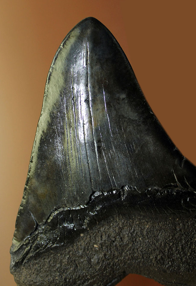エクストララージ、15センチオーバー!食物連鎖の頂点に君臨していたメガロドン(Carcharodon megalodon)の巨大歯化石(その5)